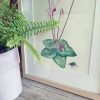 Delicate Hand-Painted Botanical Illustration: Cyprus Cyclamen, Shrew, and Endemic Beetle - Image 2