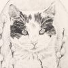 Cat graphite Ilustration